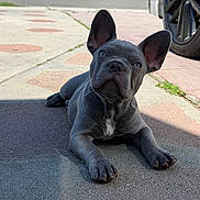 Blue joined the competition — help win amazing prizes! dog, puppy, french_bulldog, blue_grey, sidewalk, sunlight, ears, curious, outdoor, pavement, car_tire, urban, pet, animal, laying_down, young, canine, closeup, shadow, daytime