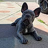dog, puppy, french_bulldog, blue_grey, sidewalk, sunlight, ears, curious, outdoor, pavement, car_tire, urban, pet, animal, laying_down, young, canine, closeup, shadow, daytime