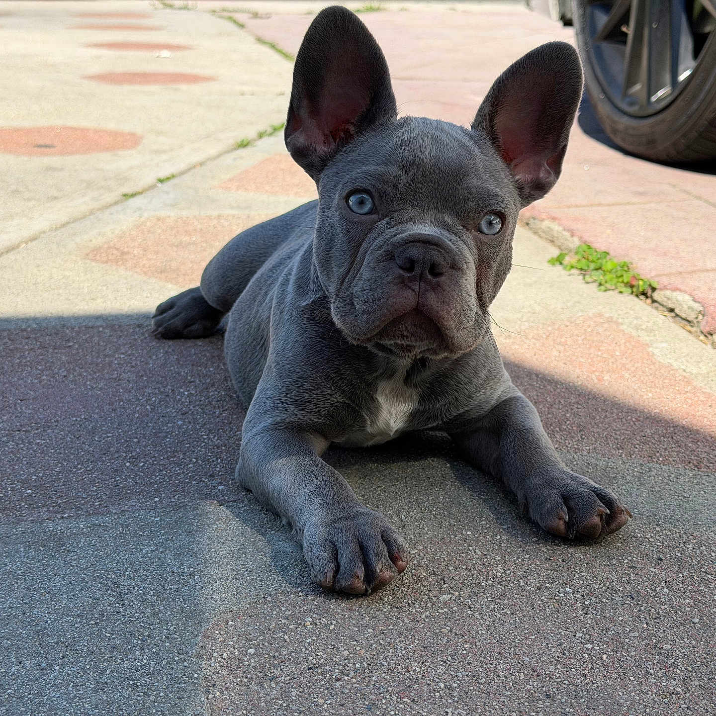 Blue is registered to the contest to win money with this photo: dog, puppy, french_bulldog, blue_gray, ears, sidewalk, outdoor, sunlight, pet, animal, cute, curious, lying_down, paw, nose, short_hair, small_dog, young, street, shadow