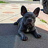 Blue joined the competition — help win amazing prizes! french_bulldog, puppy, dog, outdoor, sunlight, driveway, concrete, ears, shadow, pet, animal, relaxed, cute, young, portrait, laying_down, daytime, close_up, small_dog, gray_fur