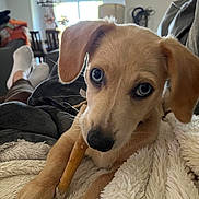 Blu is registered to the contest to win money with this photo: blanket, blue_eyes, casual, chew_stick, comfort, cozy, dog, ear, fur, furniture, home, indoor, living_room, nose, paw, person, puppy, relaxing, socks, sofa