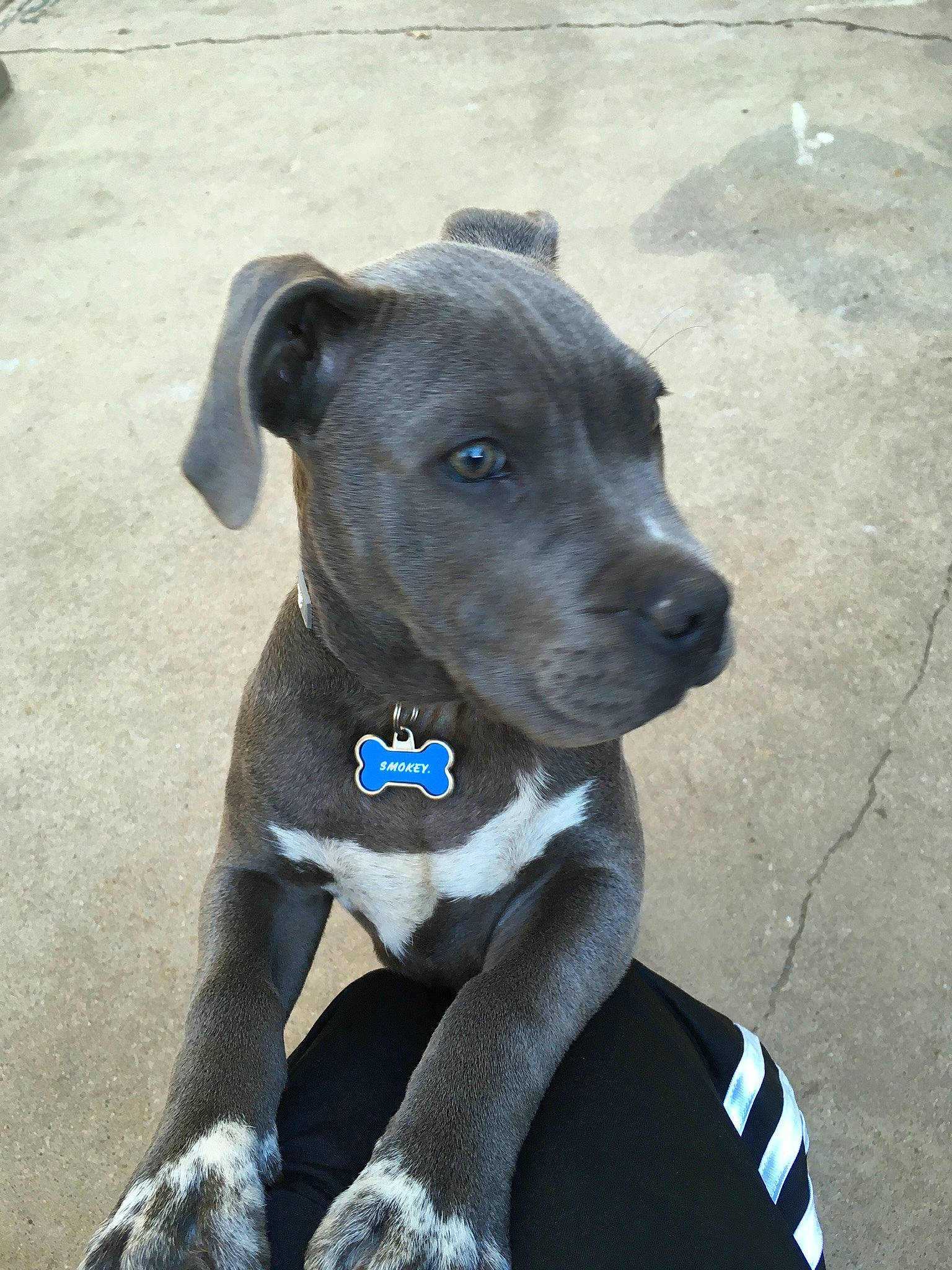 Joe Mimma joined the competition — help win amazing prizes! alaunt, american_pit_bull_terrier, american_staffordshire_terrier, bandog, canidae, carnivore, dog, dog_breed, fawn, mammal, molosser, non_sporting_group, pit_bull, rare_breed_dog, snout, sporting_group, vertebrate