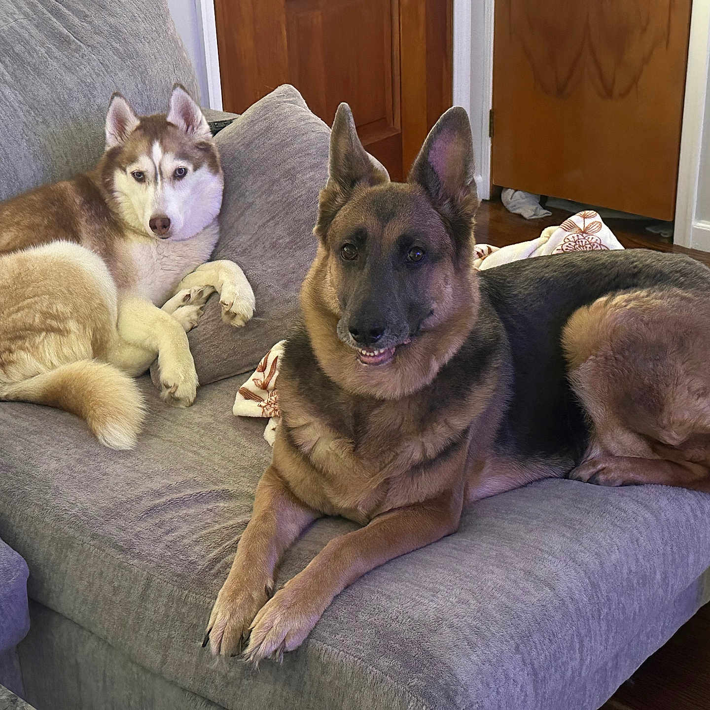 Stella is registered to the contest to win money with this photo: animal, architecture, building, canine, couch, cushion, dog, dogbed, furniture, germanshepherd, homedecor, husky, indoors, interiordesign, livingroom, pet, policedog, puppy, room, snout
