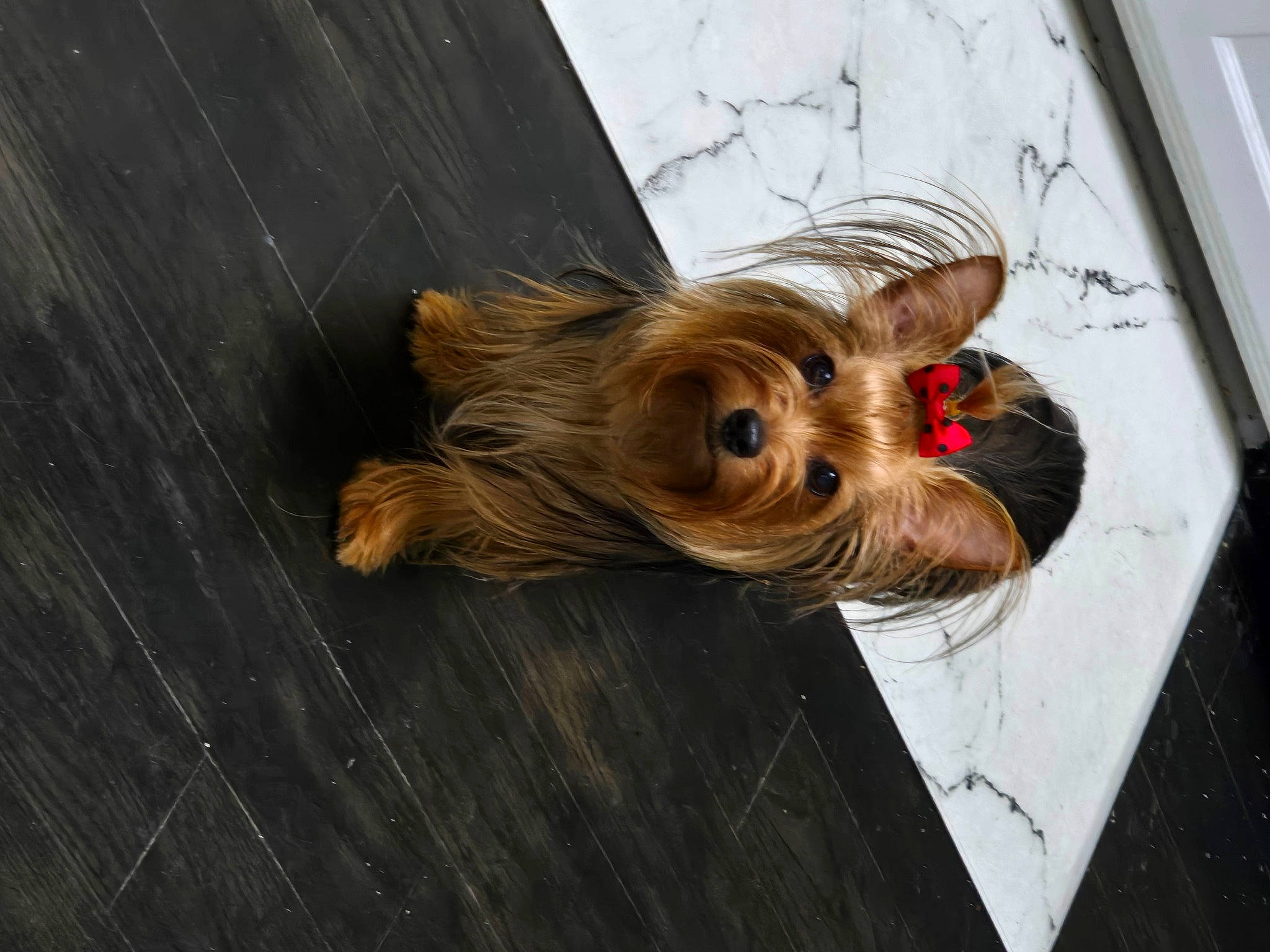 Coco joined the competition — help win amazing prizes! blond, carnivore, companion_dog, dog, dog_breed, dog_clothes, dog_supply, fawn, flooring, fur, hardwood, liver, snout, sporting_group, sunglasses, tail, toy_dog, whiskers, wood, yorkshire_terrier