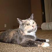 Halo is registered to the contest to win money with this photo: cat, calico_cat, pet, indoor, carpet, feline, animal, resting, fur, whiskers, ears, yellow_eyes, cat_tunnel, home, cozy, relaxed, mammal, domestic_animal, floor, window_blinds