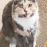 Halo is registered to the contest to win money with this photo: cat, feline, pet, fluffy, yellow_eyes, white_paws, scratching_pad, indoor, fur, whiskers, cute, animal, domestic, meowing, closeup, sitting, playful, soft, multicolor, alert
