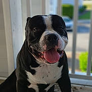 Smokey Chadwick joined the competition — help win amazing prizes! dog, black_and_white, tongue_out, porch, wooden_floor, happy, pet, animal, sitting, daylight, outdoor, fence, tongue, canine, house, blurred_background, playful, closeup, smiling, domestic_animal