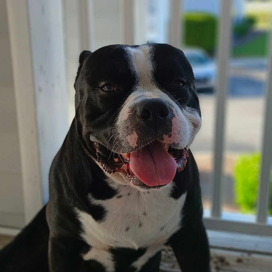 Smokey Chadwick joined the competition — help win amazing prizes! animal, black_and_white, blurred_background, canine, closeup, daylight, dog, domestic_animal, fence, happy, house, outdoor, pet, playful, porch, sitting, smiling, tongue, tongue_out, wooden_floor