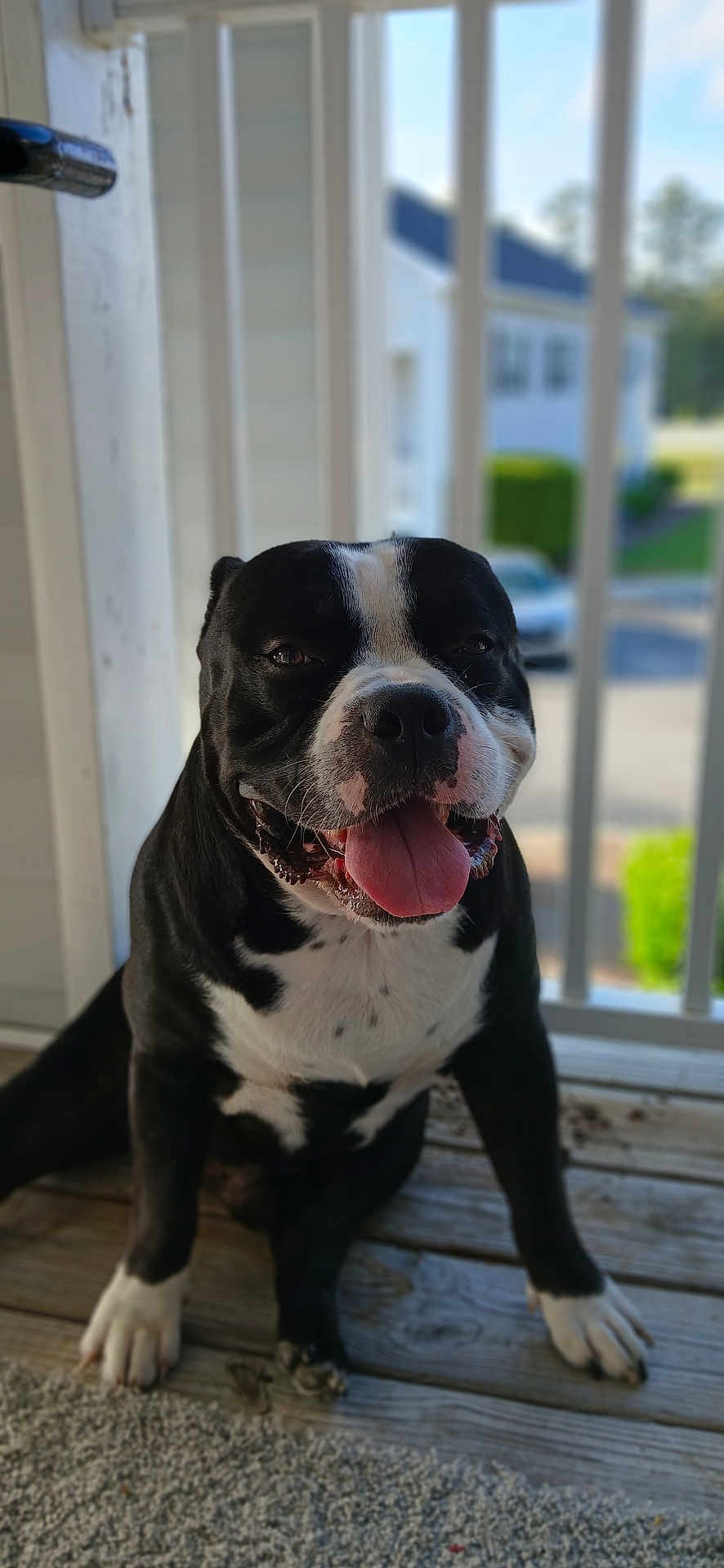 Smokey Chadwick joined the competition — help win amazing prizes! dog, black_and_white, tongue_out, porch, wooden_floor, happy, pet, animal, sitting, daylight, outdoor, fence, tongue, canine, house, blurred_background, playful, closeup, smiling, domestic_animal