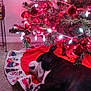 Smokey Chadwick joined the competition — help win amazing prizes! animal, black_and_white_dog, carpet, christmas, christmas_tree, decorations, dog, festive, holiday, holiday_decor, indoor, ornaments, pet, red_lights, relaxing, resting_dog, snowmen, tree_branch, tree_skirt, white_lights