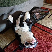 Smokey Chadwick is registered to the contest to win money with this photo: animal, belly, black_and_white, canine, carpet, couch, cute, dog, domestic, fur, home, indoor, lying, paws, pet, playful, relaxed, resting, rug, upside_down