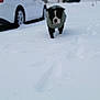 Smokey Chadwick is registered to the contest to win money with this photo: animal, black_and_white_dog, canine, car, cloudy_sky, cold_weather, daytime, dog, footprints, front_view, house, jacket, nature, outdoor, pet, snow, suburban, trees, walking, winter