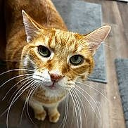 Kirby joined the competition — help win amazing prizes! cat, ginger_cat, whiskers, green_eyes, curious, indoor, wooden_floor, rug, pet, animal, close_up, feline, domestic_cat, ears, nose, fur, looking_up, cute, portrait, household