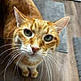 cat, ginger_cat, whiskers, green_eyes, curious, indoor, wooden_floor, rug, pet, animal, close_up, feline, domestic_cat, ears, nose, fur, looking_up, cute, portrait, household