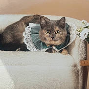 Princesse a rejoint le concours — aidez-le/la à gagner de superbes lots ! cat, feline, pet, collar, lace, green, chair, white, flower_pot, daisies, plant, wooden_table, indoor, cozy, fur, portrait, animal, relaxed, cute, decor