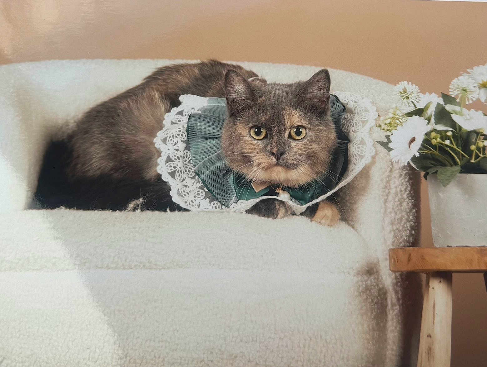 Princesse a rejoint le concours — aidez-le/la à gagner de superbes lots ! cat, feline, pet, collar, lace, green, chair, white, flower_pot, daisies, plant, wooden_table, indoor, cozy, fur, portrait, animal, relaxed, cute, decor