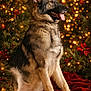 dog, german_shepherd, sitting, holiday, christmas, festive, lights, bokeh, red_blanket, greenery, poinsettia, tongue_out, pet, animal, portrait, indoors, decorations, furry, canine, happy
