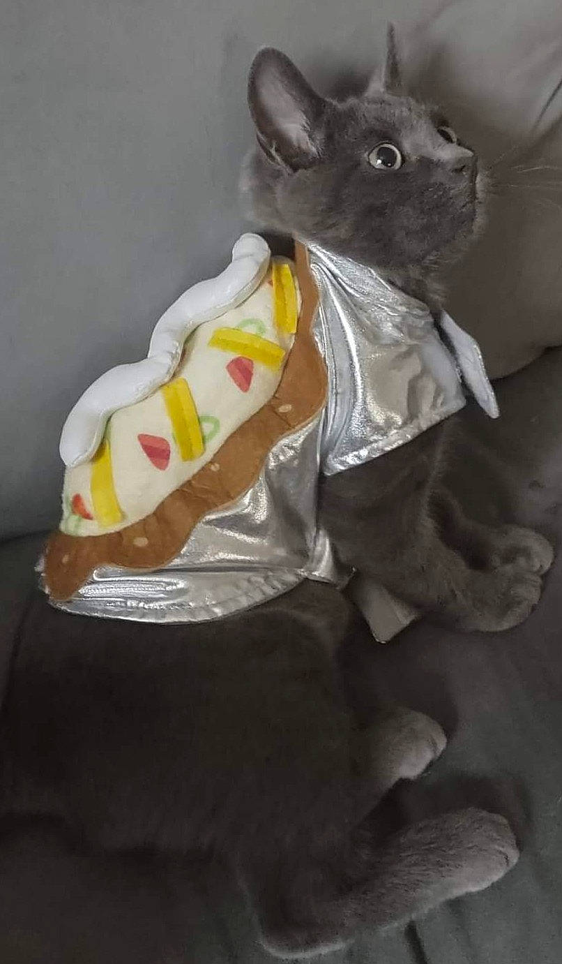 Church is registered to the contest to win money with this photo: canidae, companion_dog, dog_breed, fawn, felidae, fur, plush, rabbit, rabbits_and_hares, small_to_medium_sized_cats, stuffed_toy, tail, teddy_bear, toy, toy_dog, whiskers