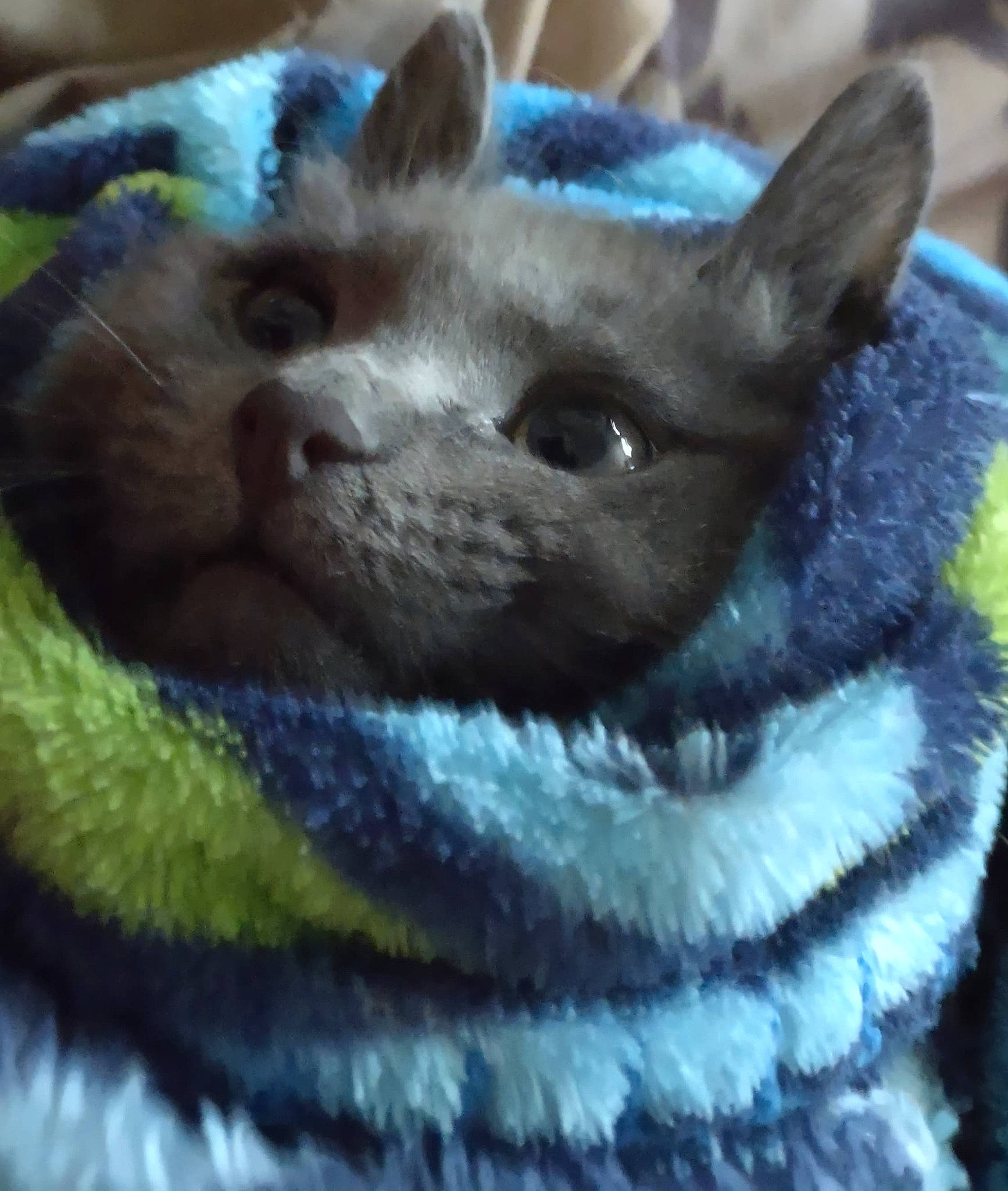 Church joined the competition — help win amazing prizes! carnivore, cat, close_up, domestic_short_haired_cat, electric_blue, fawn, felidae, fur, small_to_medium_sized_cats, snout, terrestrial_animal, whiskers, wildlife, wool, woven_fabric