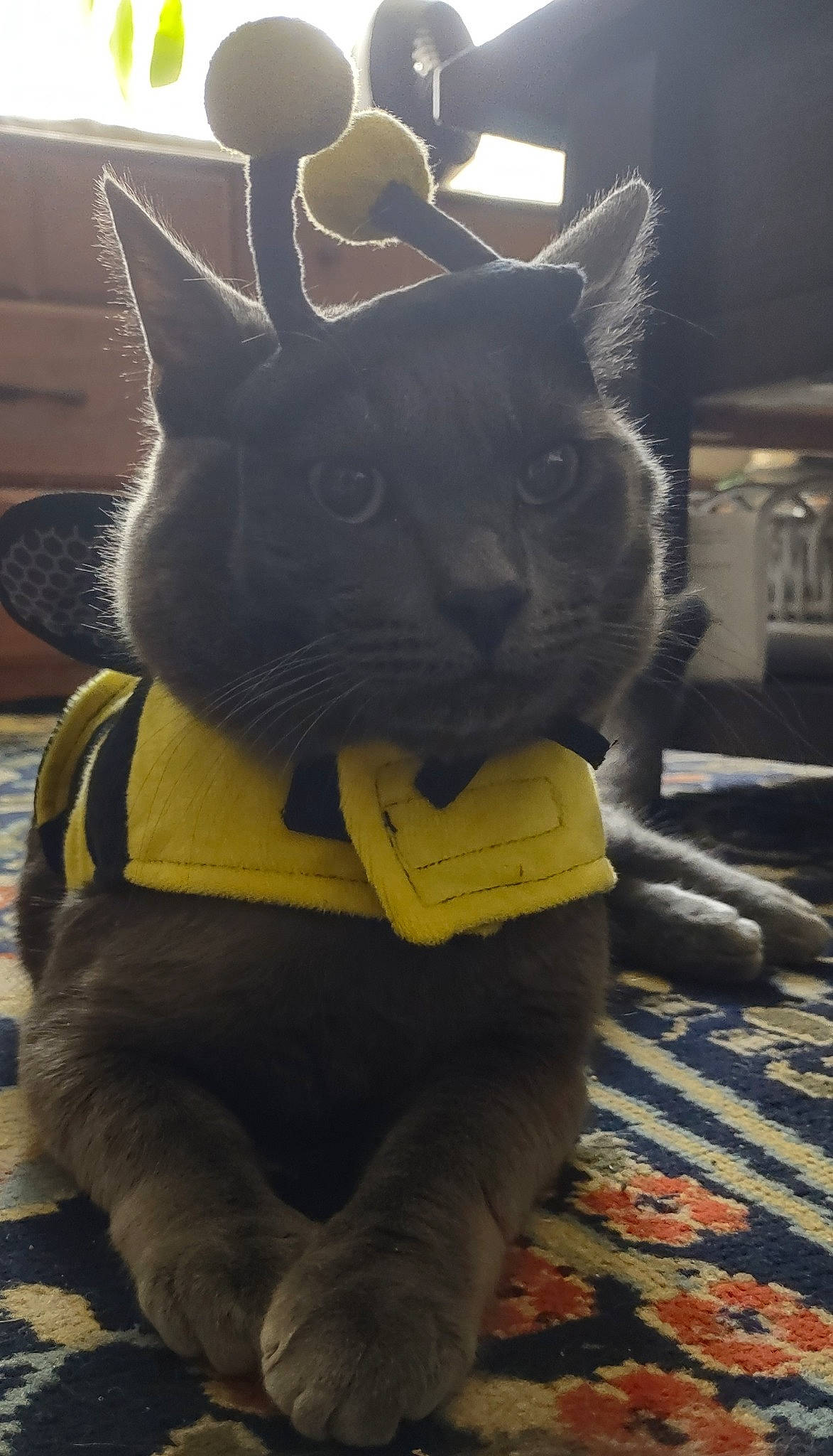 Church joined the competition — help win amazing prizes! black_cat, canidae, carmine, carnivore, cat, costume, dog_breed, domestic_short_haired_cat, felidae, fictional_character, fur, grey, personal_protective_equipment, small_to_medium_sized_cats, snout, stuffed_toy, tail, whiskers, window, working_animal