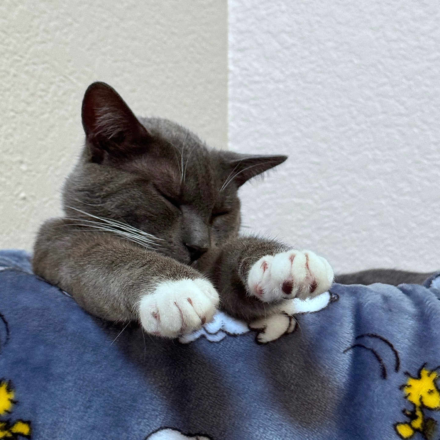 Pepper is registered to the contest to win money with this photo: animal, blanket, cartoon_characters, cat, cozy, cute, feline, gray_cat, indoor, napping, paws, pet, relaxed, resting, sleeping, snoopy, soft_texture, stretching, white_paws, woodstock