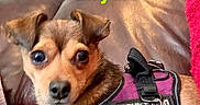 Sawyer is registered to the contest to win money with this photo: dog, service_dog, couch, brown_leather, purple_vest, pet, animal, indoor, collar, tag, resting, small_dog, canine, looking_at_camera, text_overlay, bright_text, comfortable, domestic, houseplant, red_blanket