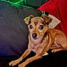 Sawyer joined the competition — help win amazing prizes! dog, pet, small_dog, tan_fur, couch, pillow, indoor, relaxed, looking, ears, fur, animal, companion, cute, home, resting, alert, front_legs, sitting, canine