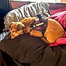animal, bed, blanket, brown_dog, canine, comfort, cozy, dog, domestic, fur, home, in_training_harness, indoor, light, pet, pillow, relaxation, resting, sleeping, window