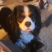 Tya a rejoint le concours — aidez-le/la à gagner de superbes lots ! dog, cavalier_king_charles_spaniel, pet, indoor, carpet, slippers, brown, white, black, fur, animal, cute, closeup, looking, portrait, floor, relaxed, companion, laying, cozy