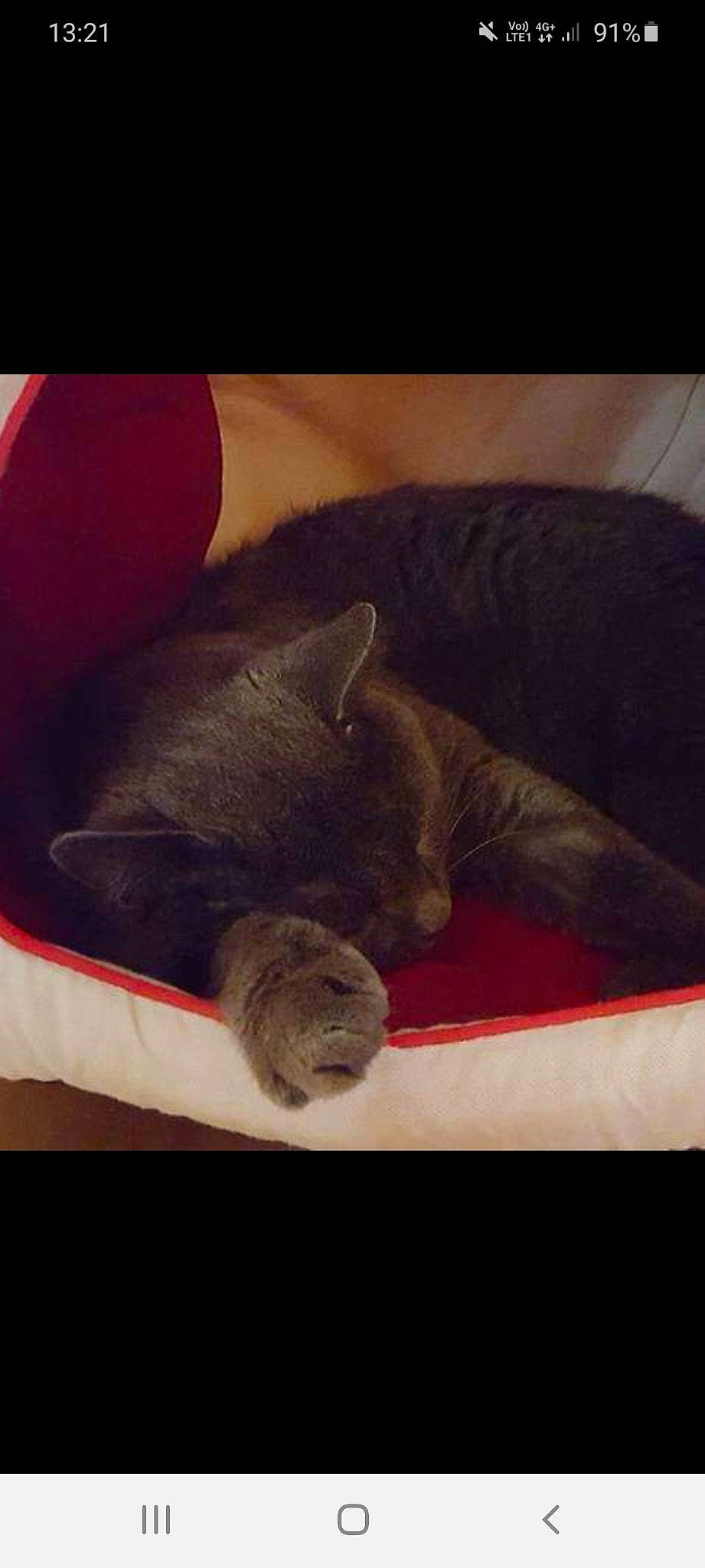 O'Malley participe au concours pour gagner de l'argent avec cette photo : black_cat, canidae, carmine, carnivore, cat, chartreux, cloud, comfort, domestic_short_haired_cat, felidae, fur, grey, human_leg, paw, russian_blue, sky, small_to_medium_sized_cats, square, tail, whiskers