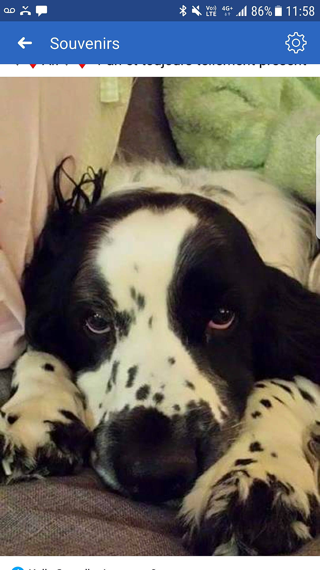 Alf a rejoint le concours — aidez-le/la à gagner de superbes lots ! canidae, carnivore, comfort, companion_dog, dog, dog_breed, fur, happy, metal, monochrome, monochrome_photography, photo_caption, puppy_love, rectangle, snout, sporting_group, square, terrestrial_animal, whiskers, working_animal