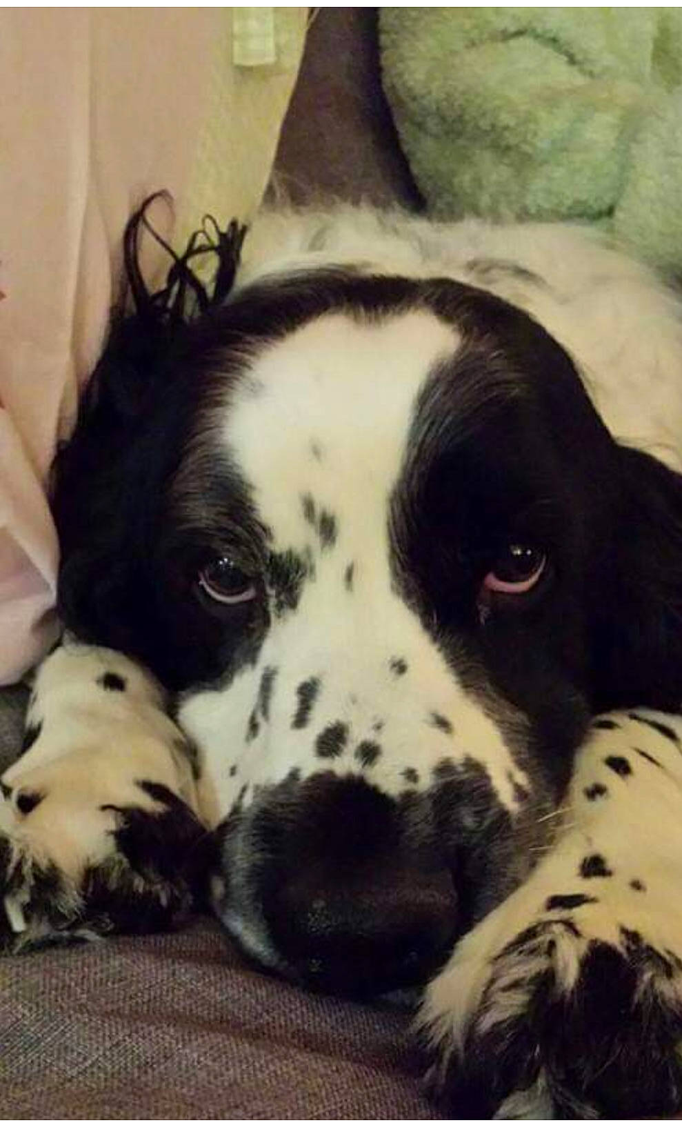 Alf a rejoint le concours — aidez-le/la à gagner de superbes lots ! bored, canidae, carnivore, cloud, comfort, companion_dog, dog, dog_breed, fur, monochrome, monochrome_photography, nap, non_sporting_group, paw, puppy_love, sporting_group, square, terrestrial_animal, whiskers, working_animal