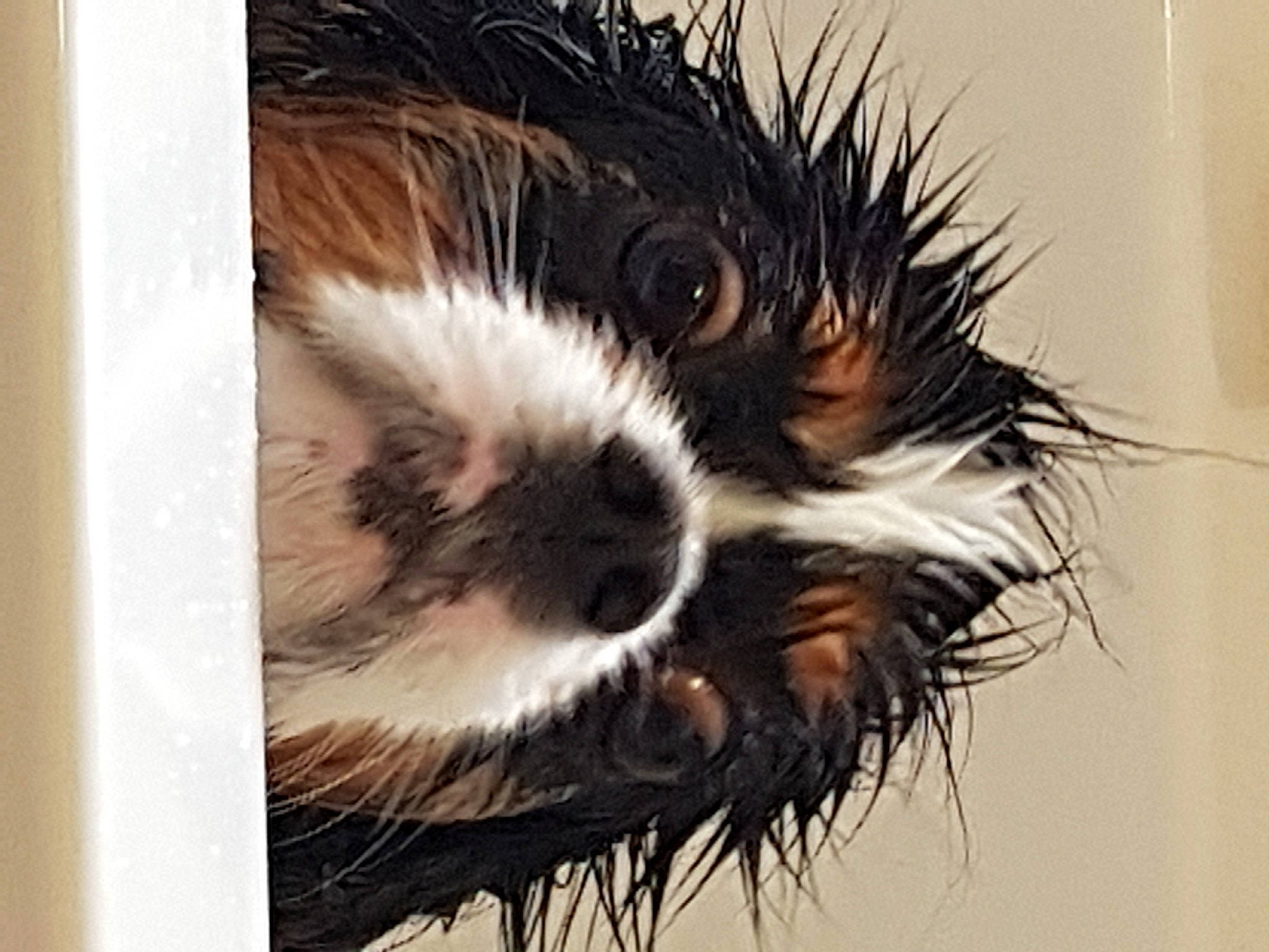 Maya Et Jaya a rejoint le concours — aidez-le/la à gagner de superbes lots ! art, canidae, carnivore, companion_dog, dog_breed, eyelash, fur, liver, painting, snout, terrestrial_animal, whiskers, wildlife