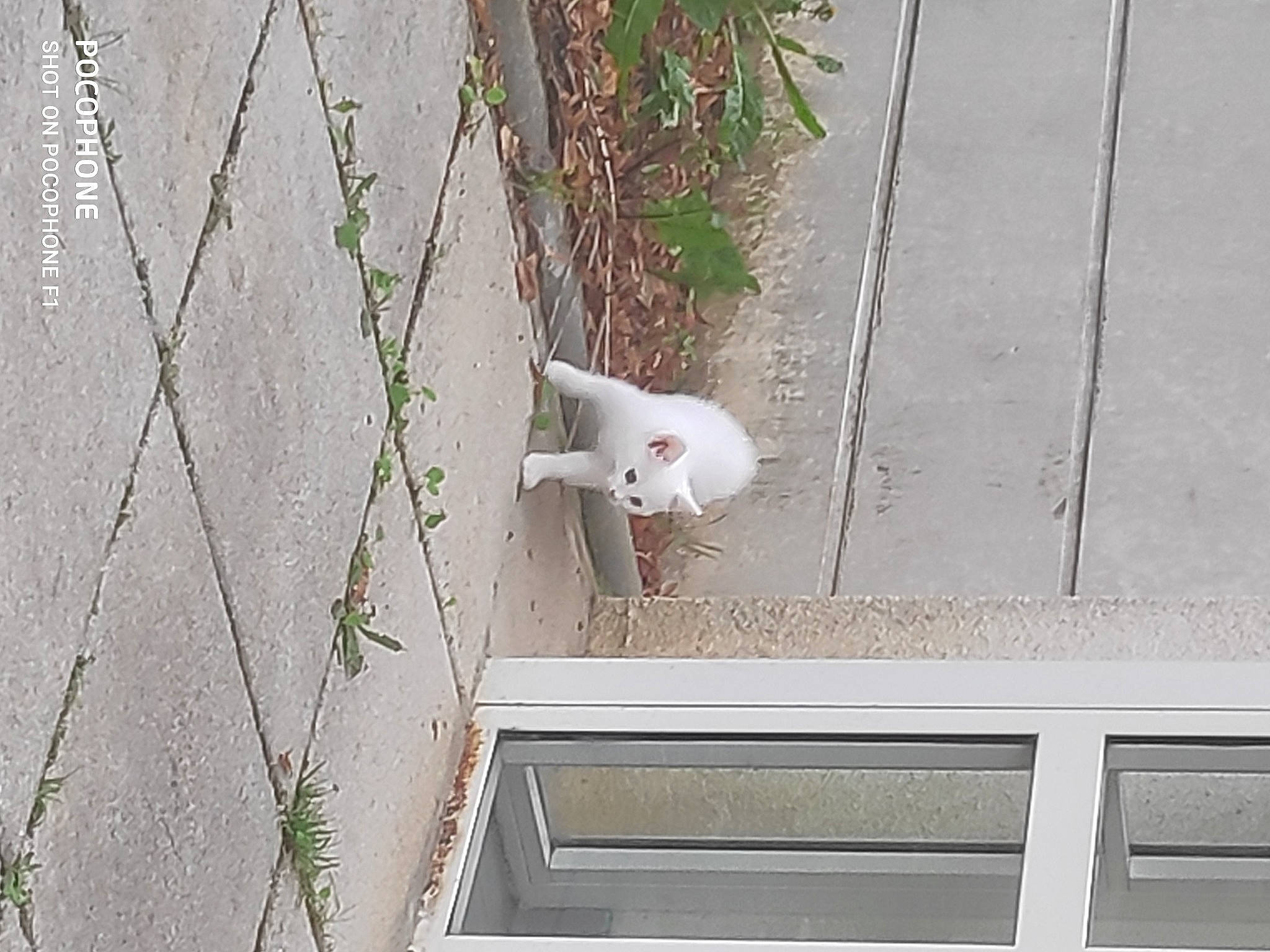 Mila a rejoint le concours — aidez-le/la à gagner de superbes lots ! carnivore, cat, concrete, domestic_short_haired_cat, door, facade, fawn, felidae, grass, grey, house, line, plant, road_surface, sidewalk, small_to_medium_sized_cats, tail, twig, window, wood