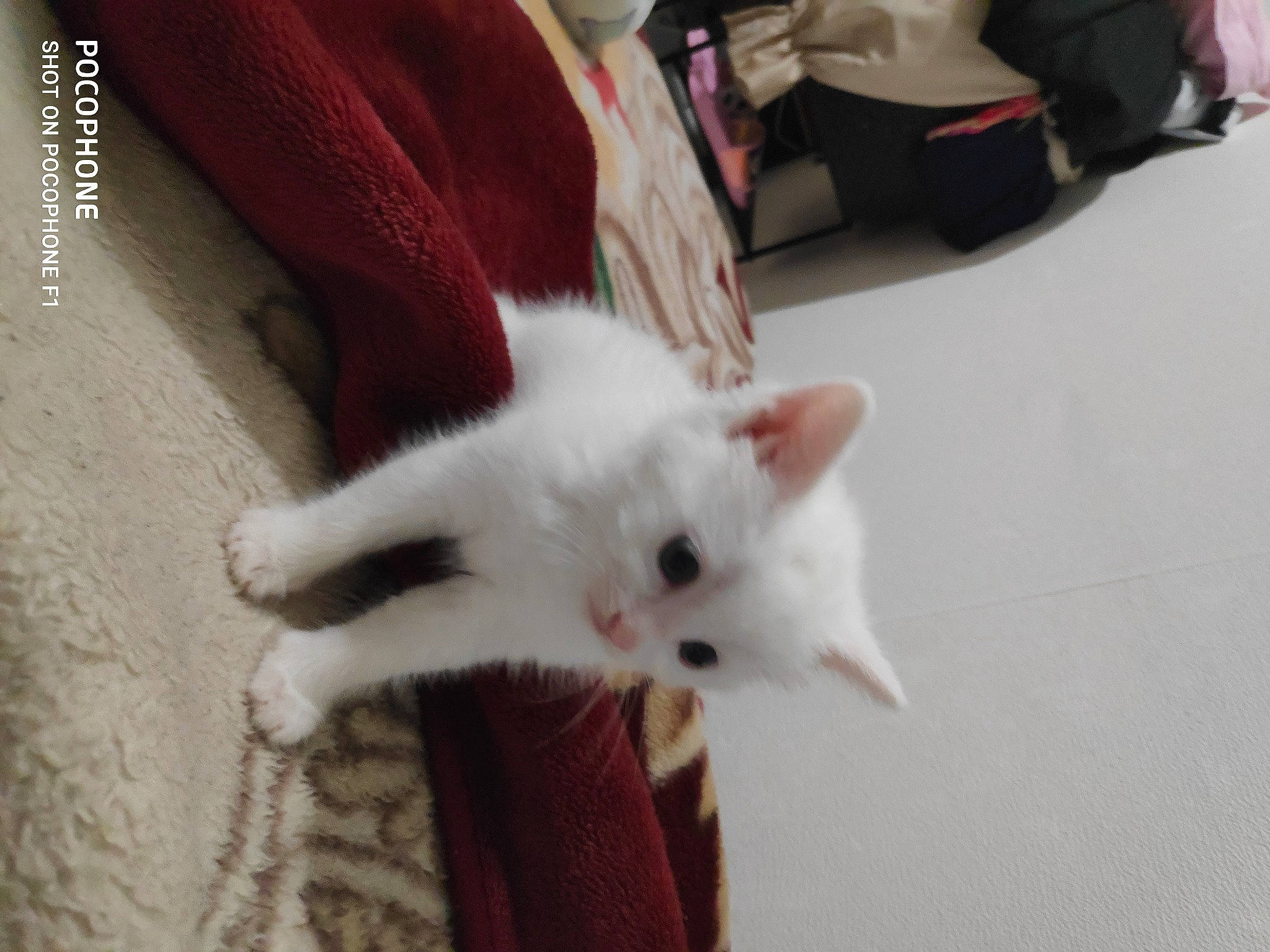 Mila a rejoint le concours — aidez-le/la à gagner de superbes lots ! carnivore, cat, claw, domestic_short_haired_cat, felidae, flooring, foot, fur, paw, small_to_medium_sized_cats, tail, whiskers