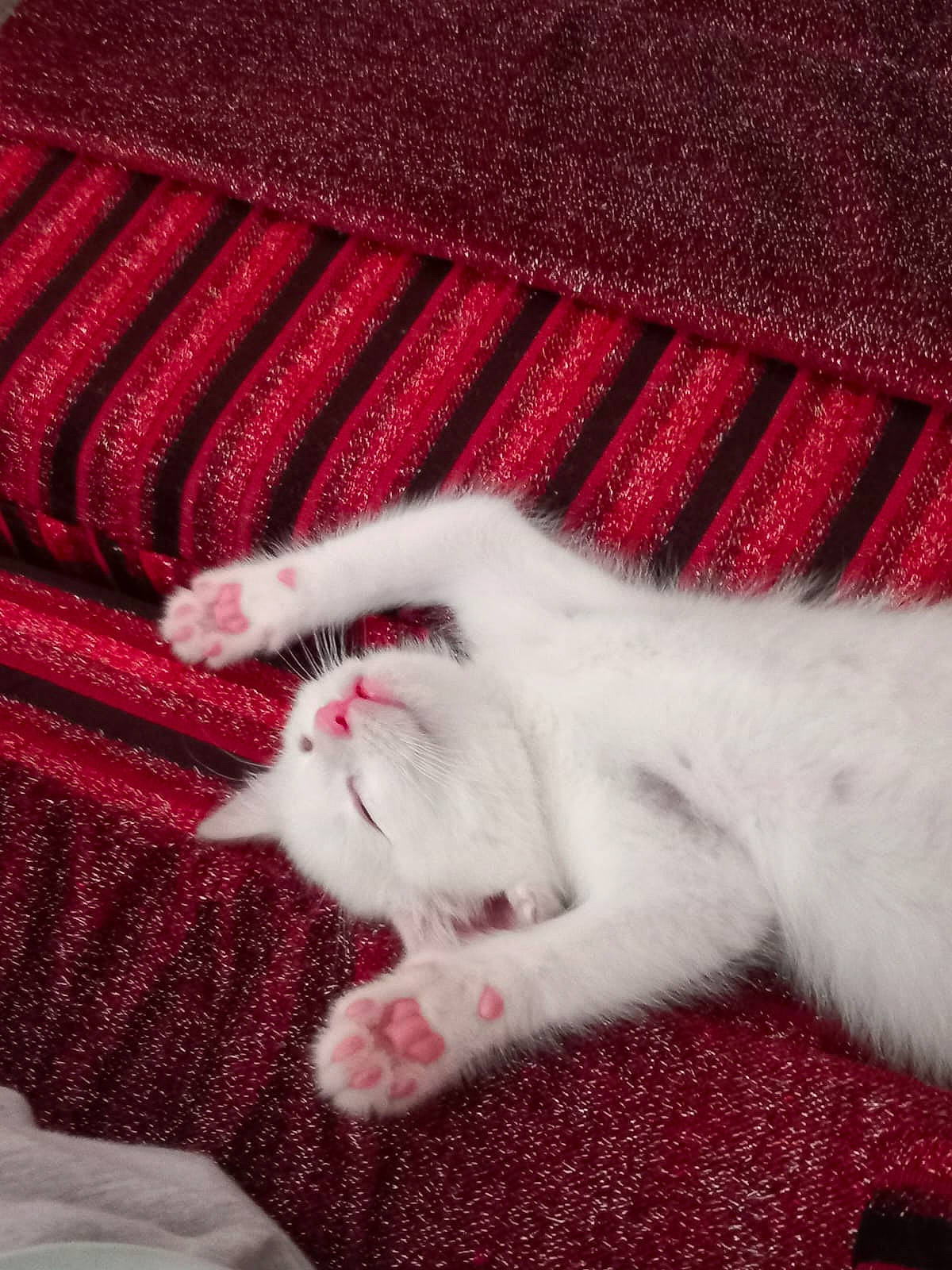 Mila a rejoint le concours — aidez-le/la à gagner de superbes lots ! carnivore, cat, comfort, felidae, fur, gesture, grey, magenta, mammal, pattern, paw, pink, red, sleeve, small_to_medium_sized_cats, tail, textile, vertebrate, whiskers, wool