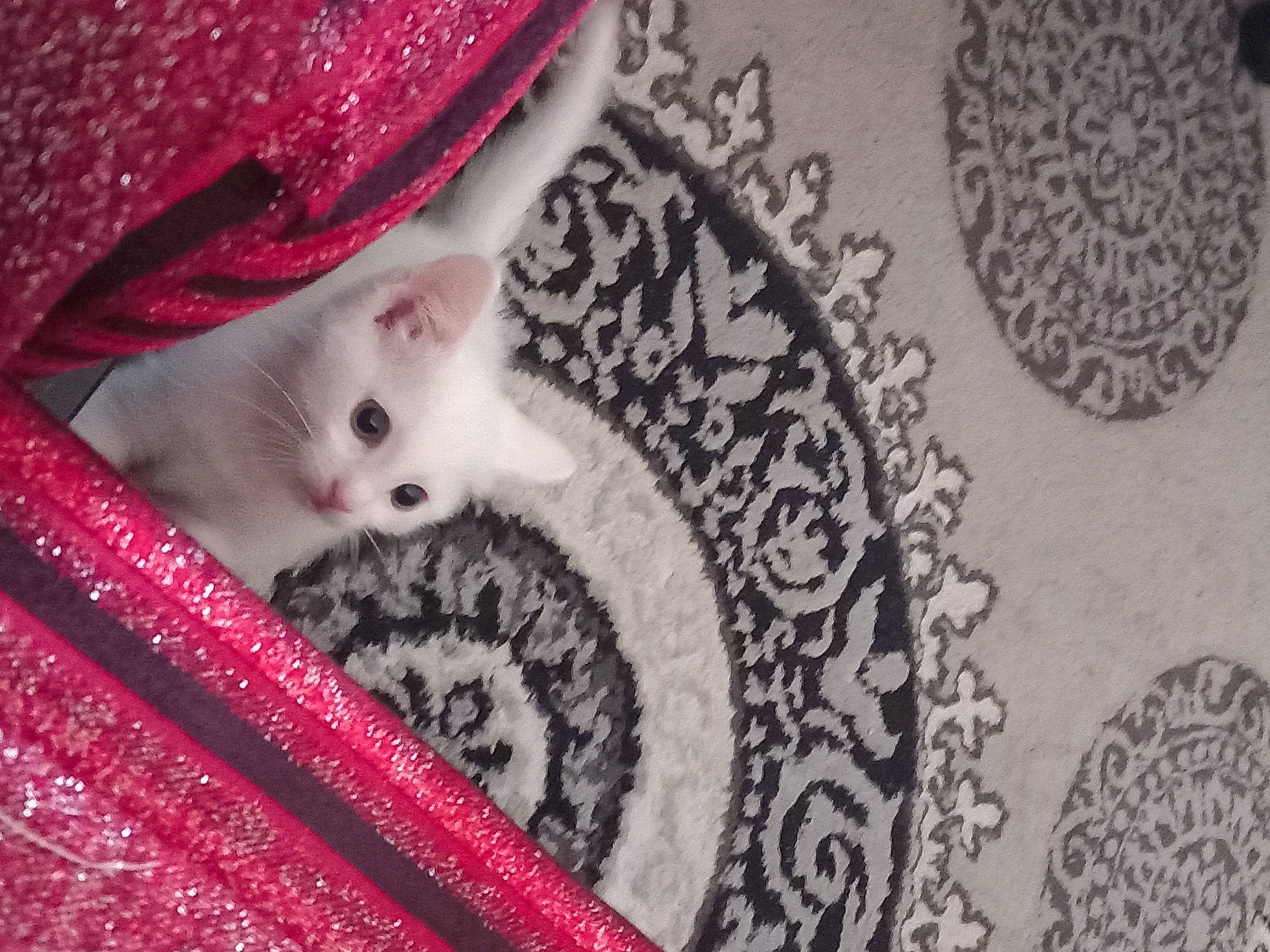 Mila a rejoint le concours — aidez-le/la à gagner de superbes lots ! art, beard, carnivore, cat, eye, eyelash, fawn, felidae, flooring, fur, grey, human_body, magenta, motif, pattern, pink, small_to_medium_sized_cats, tail, textile, whiskers