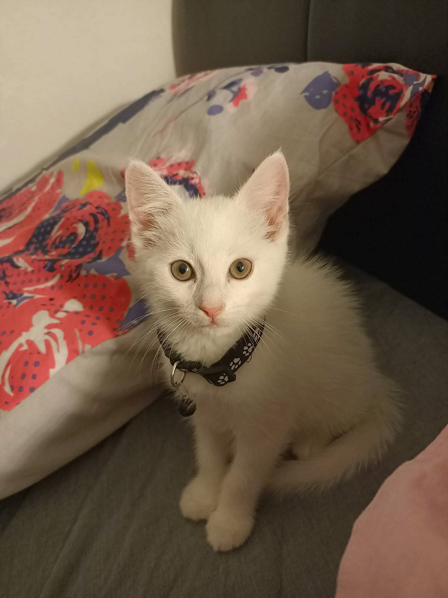 Mila participe au concours pour gagner de l'argent avec cette photo : carnivore, cat, cat_supply, comfort, domestic_short_haired_cat, fawn, felidae, fur, paw, pet_supply, small_to_medium_sized_cats, snout, tail, whiskers