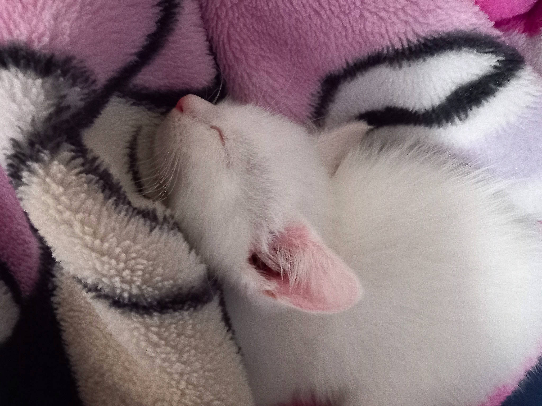 Mila a rejoint le concours — aidez-le/la à gagner de superbes lots ! carmine, carnivore, cat, close_up, comfort, fang, felidae, flower, fur, magenta, nap, pattern, paw, petal, pink, small_to_medium_sized_cats, snout, tail, terrestrial_animal, whiskers