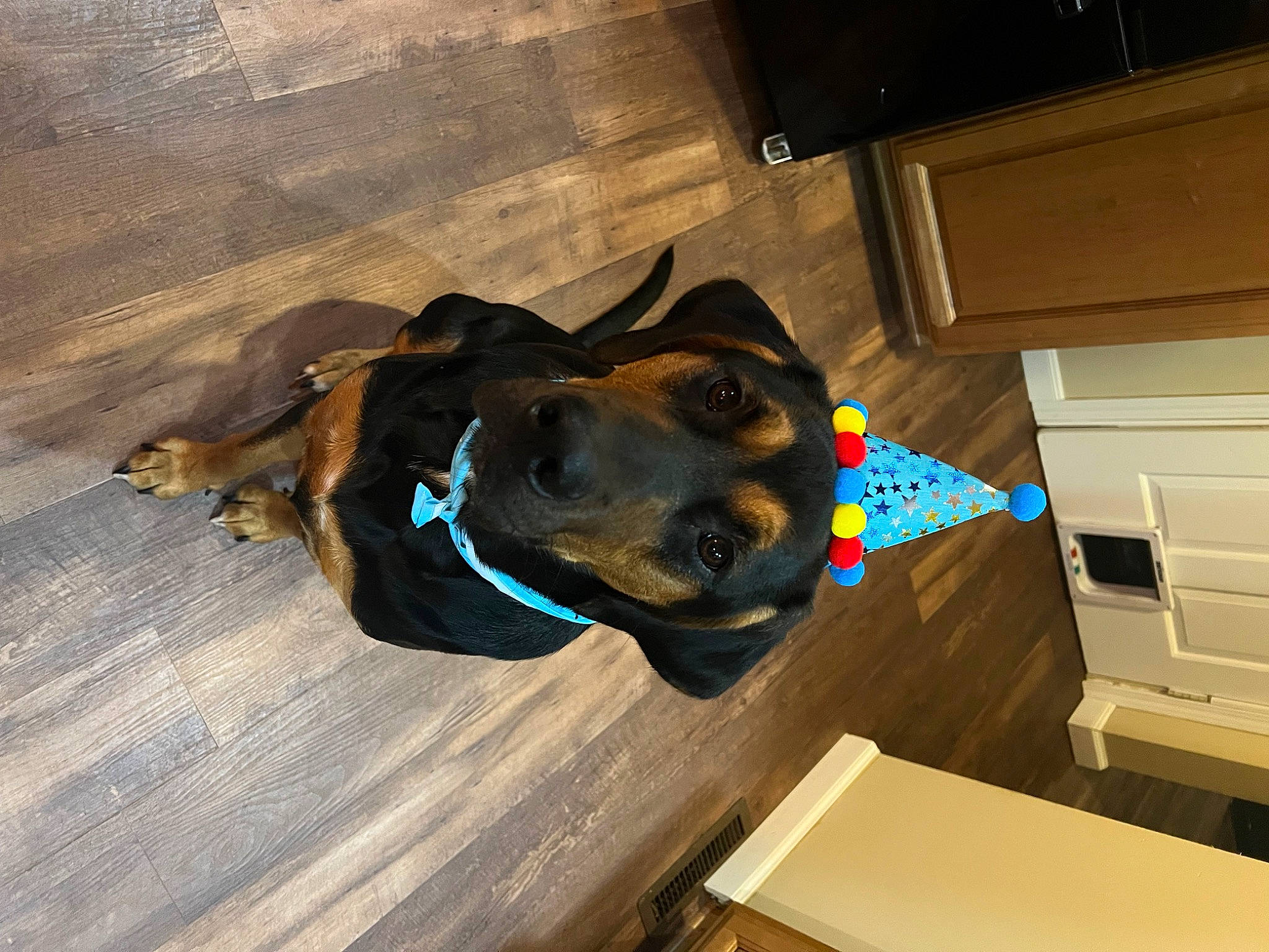 Beau joined the competition — help win amazing prizes! cabinetry, canidae, carnivore, collar, companion_dog, dog, dog_breed, dog_collar, drawer, electric_blue, fawn, flooring, guard_dog, hardwood, personal_protective_equipment, pet_supply, snout, sporting_group, wood, working_animal