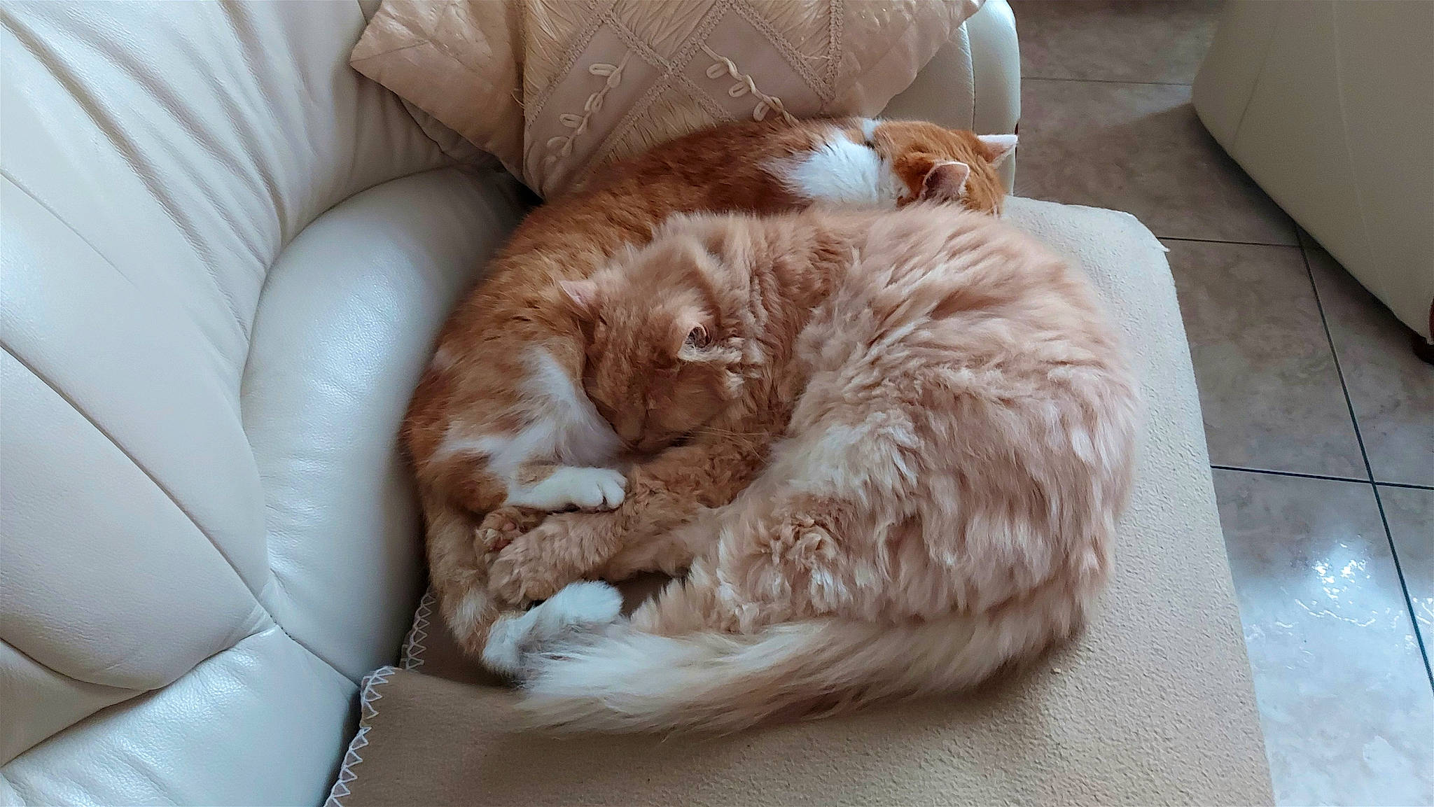 Nono a rejoint le concours — aidez-le/la à gagner de superbes lots ! carnivore, cat, cat_supply, comfort, companion_dog, couch, domestic_short_haired_cat, felidae, flooring, fur, hardwood, liver, nap, room, small_to_medium_sized_cats, tail, whiskers