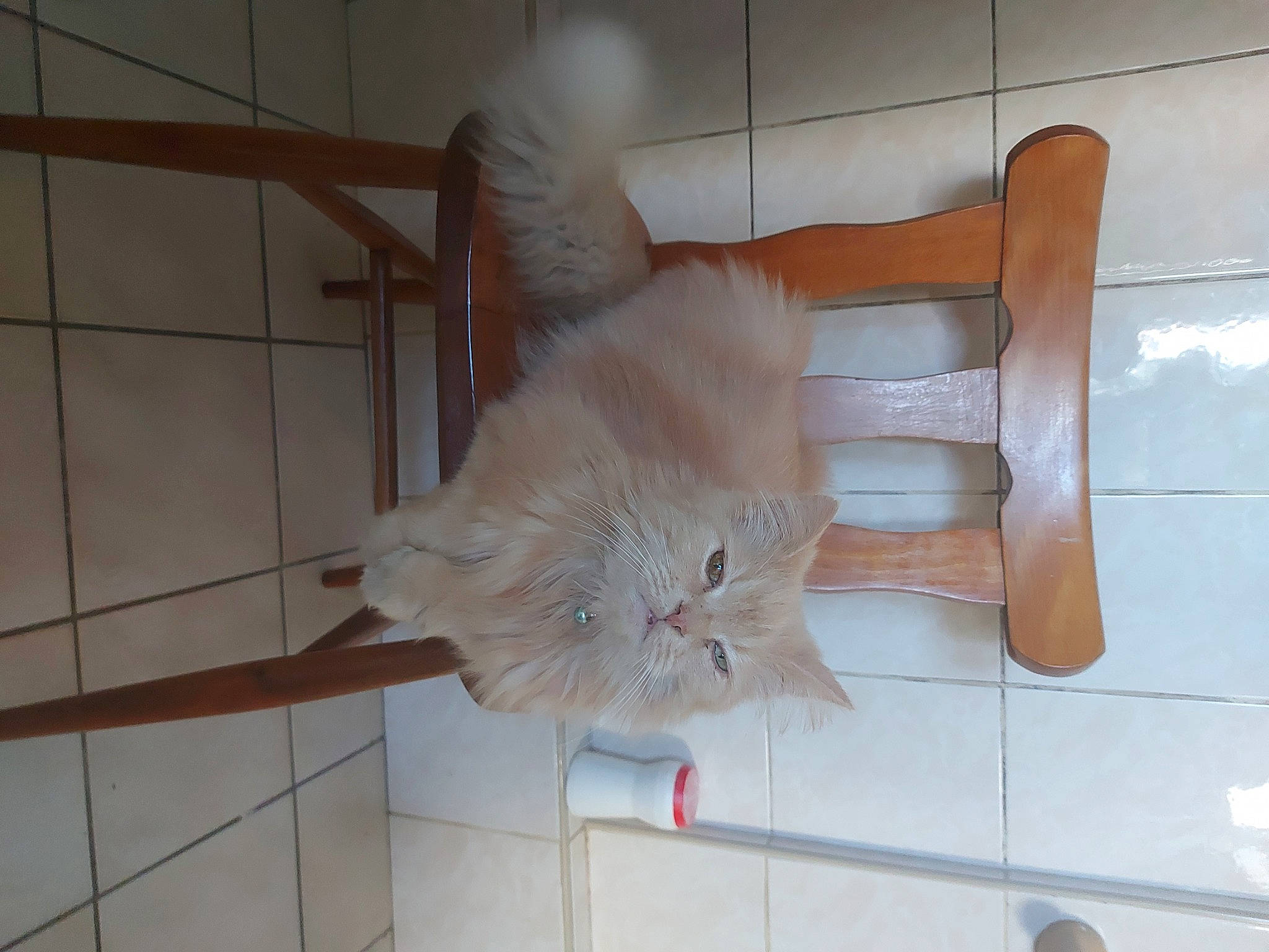 Nono participe au concours pour gagner de l'argent avec cette photo : animal_shelter, cage, canidae, carnivore, cat, claw, domestic_short_haired_cat, fawn, felidae, floor, flooring, fur, hardwood, rabbits_and_hares, shelf, small_to_medium_sized_cats, tail, tile, whiskers, wood