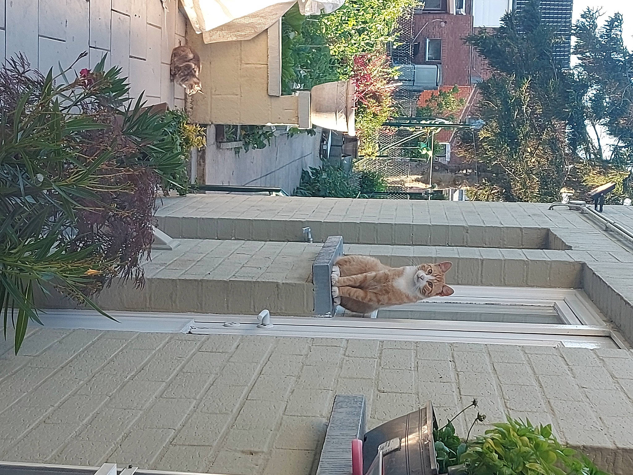 Tigrou a rejoint le concours — aidez-le/la à gagner de superbes lots ! asphalt, building, carnivore, city, concrete, facade, felidae, flooring, grass, landscape, outdoor_furniture, plant, road, road_surface, roof, sidewalk, tints_and_shades, tree, urban_design, wood