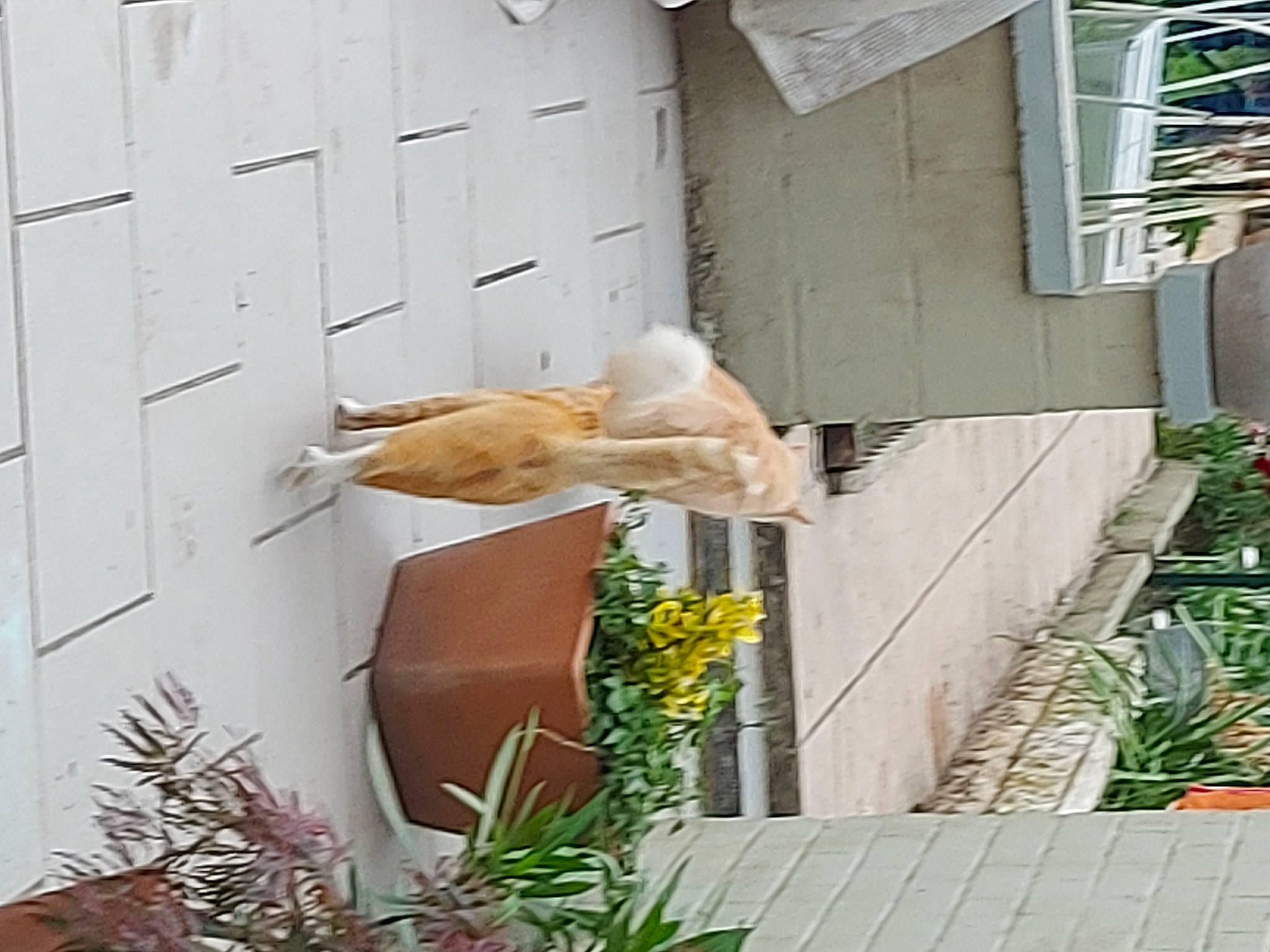 Tigrou participe au concours pour gagner de l'argent avec cette photo : apartment, bird, door, facade, flowerpot, garden, grass, herb, house, landscape, outdoor_furniture, perching_bird, plant, roof, room, siding, sitting, twig, urban_design, wood