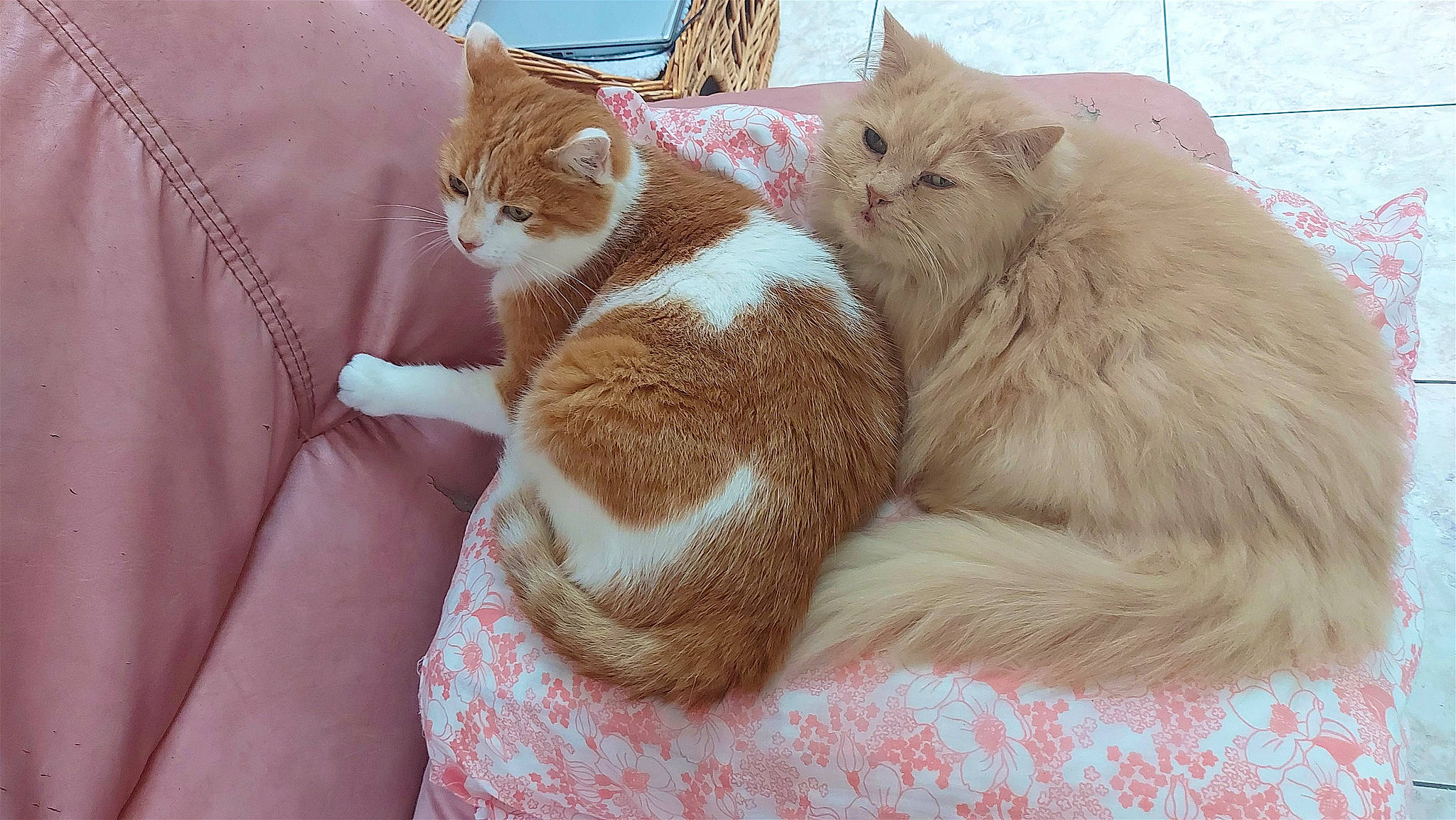 Ponpon participe au concours pour gagner de l'argent avec cette photo : carnivore, cat, claw, comfort, domestic_short_haired_cat, fawn, felidae, fur, human_leg, lap, nap, paw, small_to_medium_sized_cats, tail, textile, whiskers, window