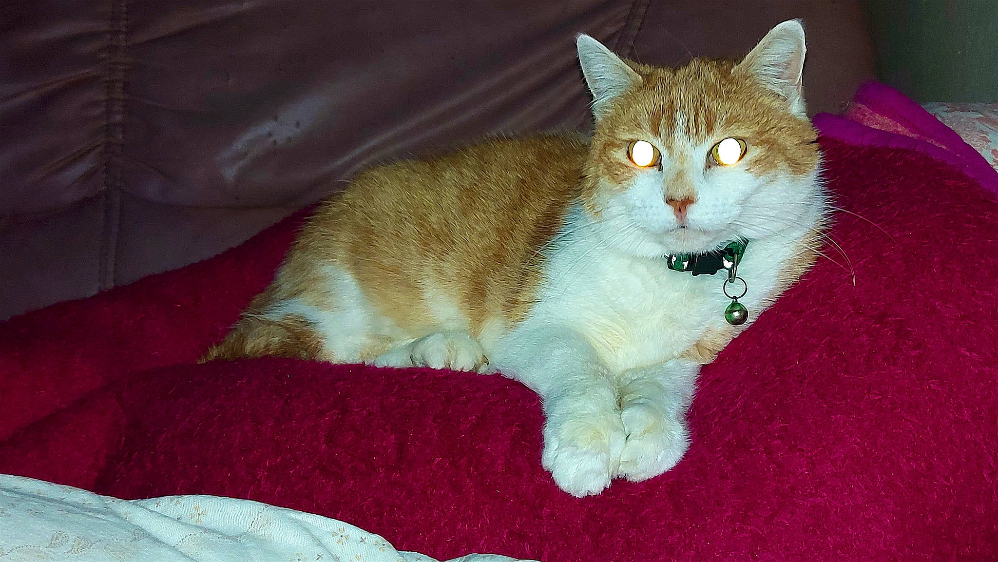 Ponpon a rejoint le concours — aidez-le/la à gagner de superbes lots ! art, carnivore, cat, claw, comfort, domestic_short_haired_cat, fawn, felidae, fur, linens, paw, sitting, small_to_medium_sized_cats, snout, tail, whiskers