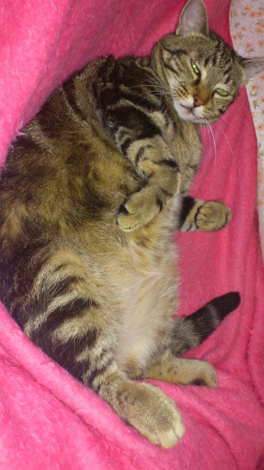 Bandit participe au concours pour gagner de l'argent avec cette photo : carnivore, cat, claw, comfort, domestic_short_haired_cat, fawn, felidae, fur, magenta, mammal, paw, small_to_medium_sized_cats, snout, tail, terrestrial_animal, vertebrate, whiskers