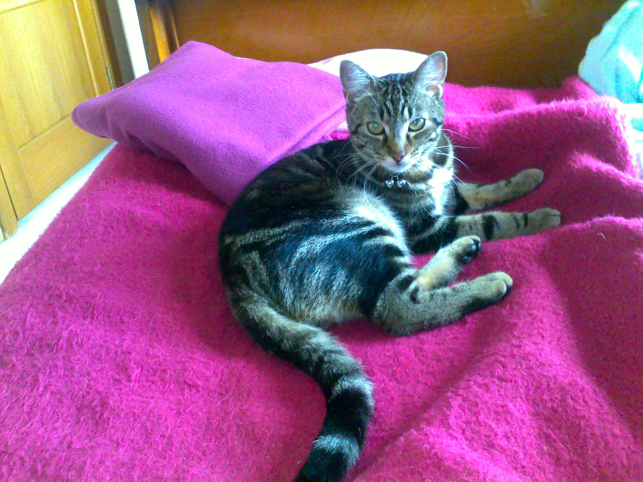 Bandit participe au concours pour gagner de l'argent avec cette photo : bed, carnivore, cat, comfort, domestic_short_haired_cat, felidae, flooring, fur, grey, hardwood, linens, magenta, paw, purple, room, small_to_medium_sized_cats, tail, whiskers