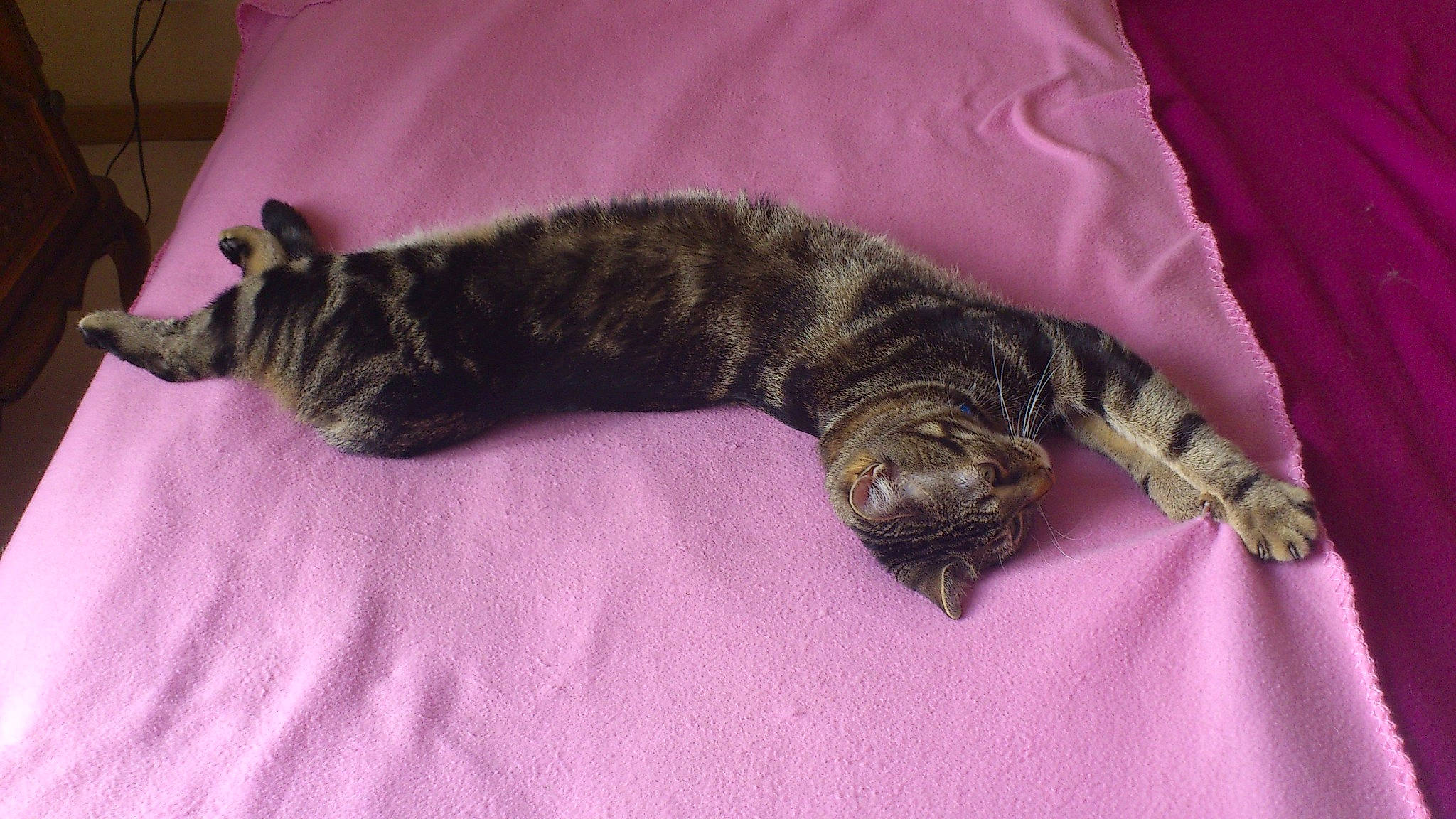 Bandit participe au concours pour gagner de l'argent avec cette photo : carnivore, cat, claw, comfort, domestic_short_haired_cat, felidae, fur, linens, mammal, nap, paw, sleep, small_to_medium_sized_cats, snout, tail, terrestrial_animal, vertebrate, whiskers