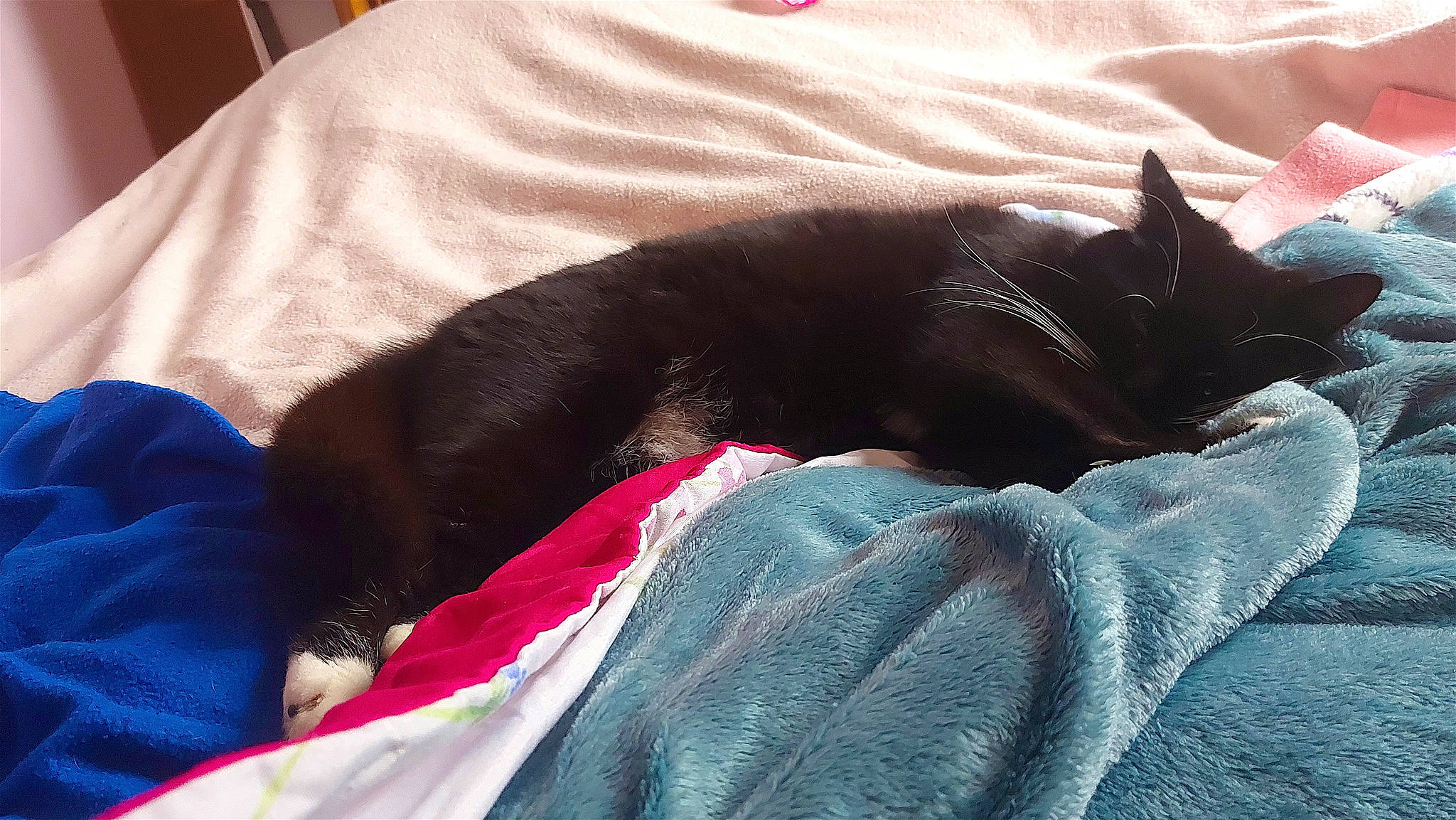 Tomy participe au concours pour gagner de l'argent avec cette photo : black_cat, bombay, canidae, carnivore, cat, claw, comfort, companion_dog, dog_breed, domestic_short_haired_cat, felidae, fur, linens, paw, small_to_medium_sized_cats, snout, sporting_group, tail, tints_and_shades, whiskers